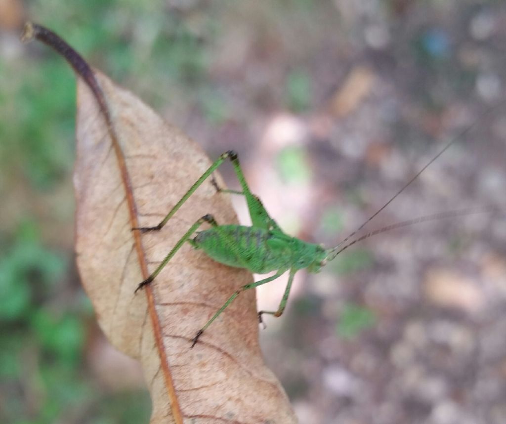 Grillo?  No, ninfa di Phaneroptera sp.